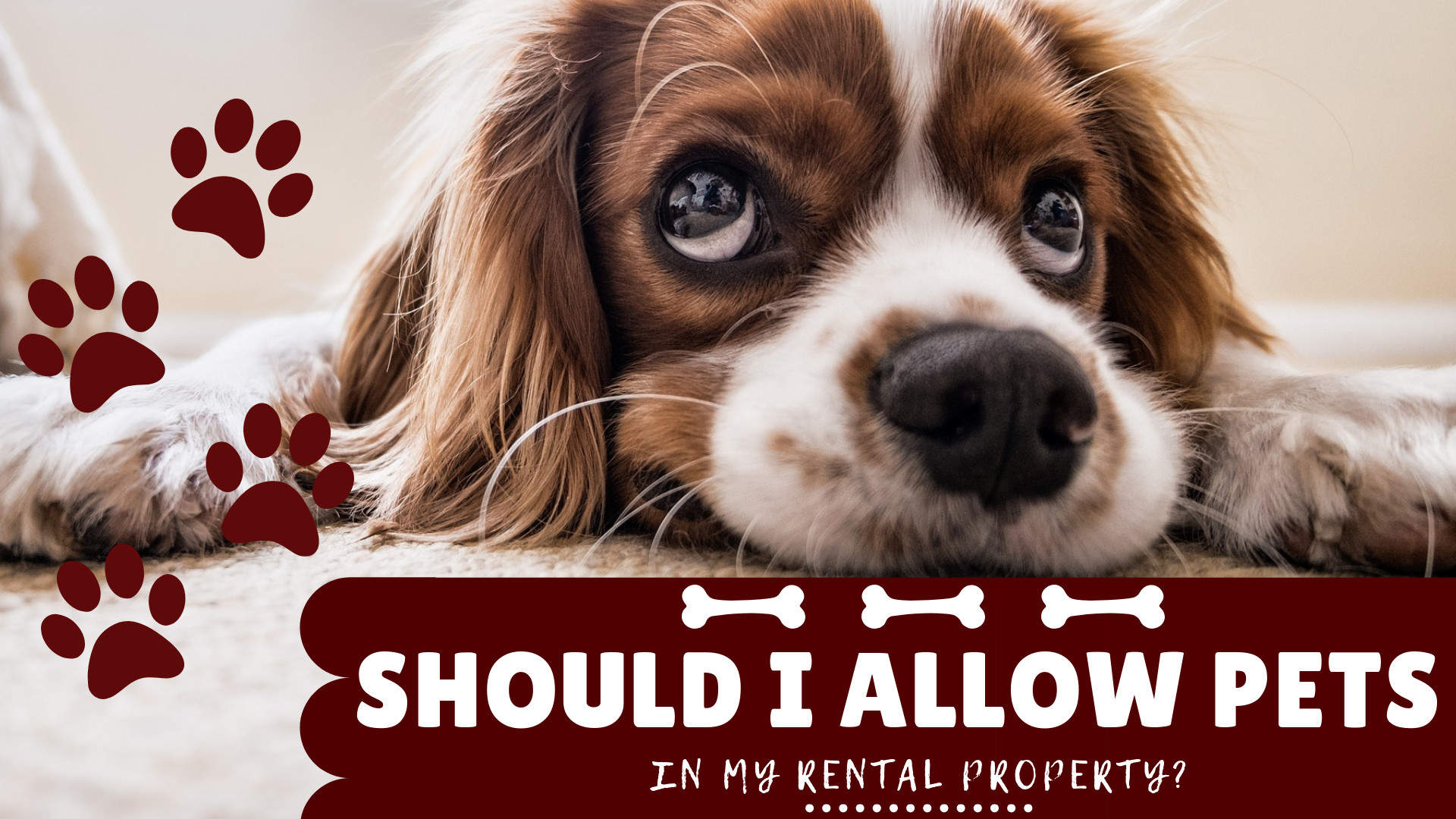 Should I Allow Pets in My Rental Property?